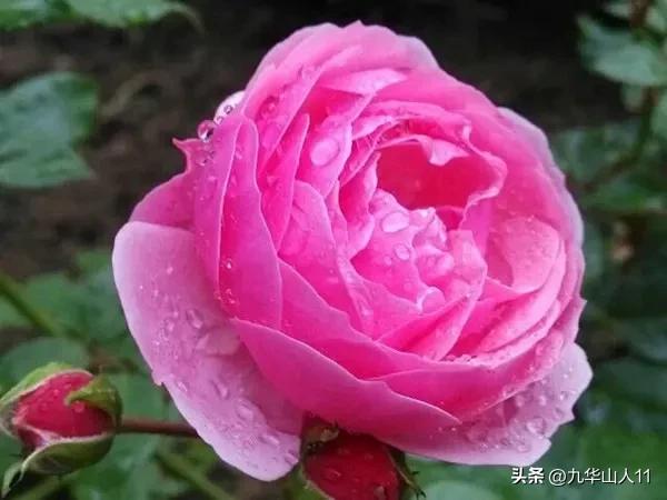 藤本月季品种列表,大红色藤本月季哪个品种好