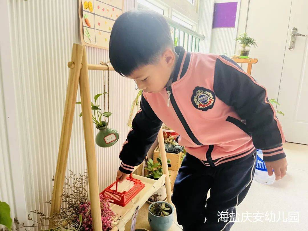 邂逅蝌蚪，感受生命的演变—诺亚舟海盐庆安幼儿园小一班
