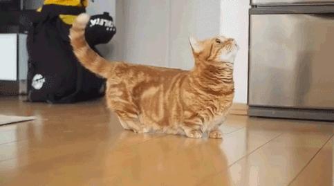 养猫推荐养什么,养猫首选这几种猫漂亮忠诚还好养