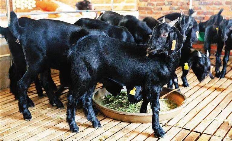 曾家山什么好吃,曾家山什么菜最好吃