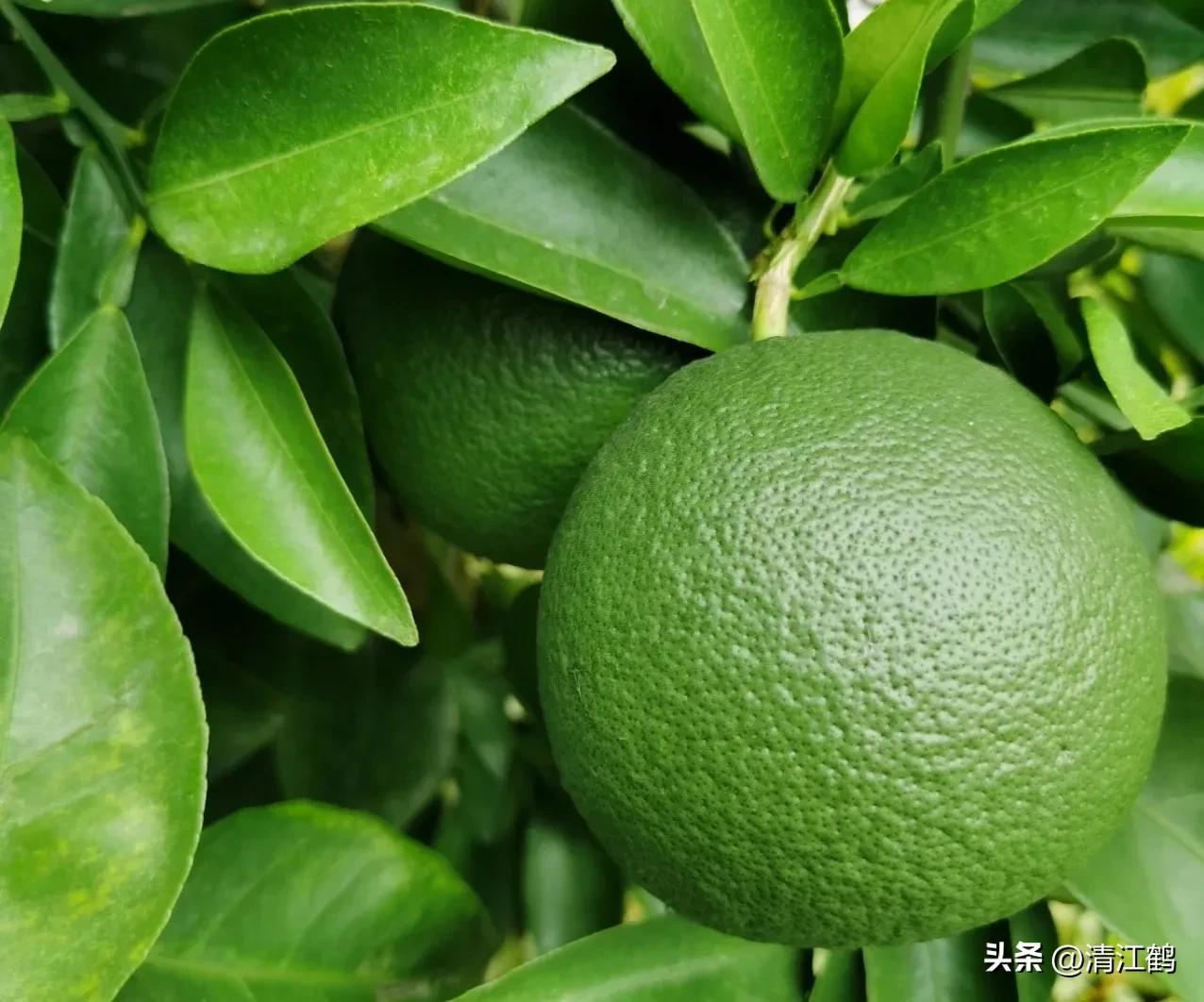 如何防柑橘成熟期低温落果,柑橘返青后怎样脱青