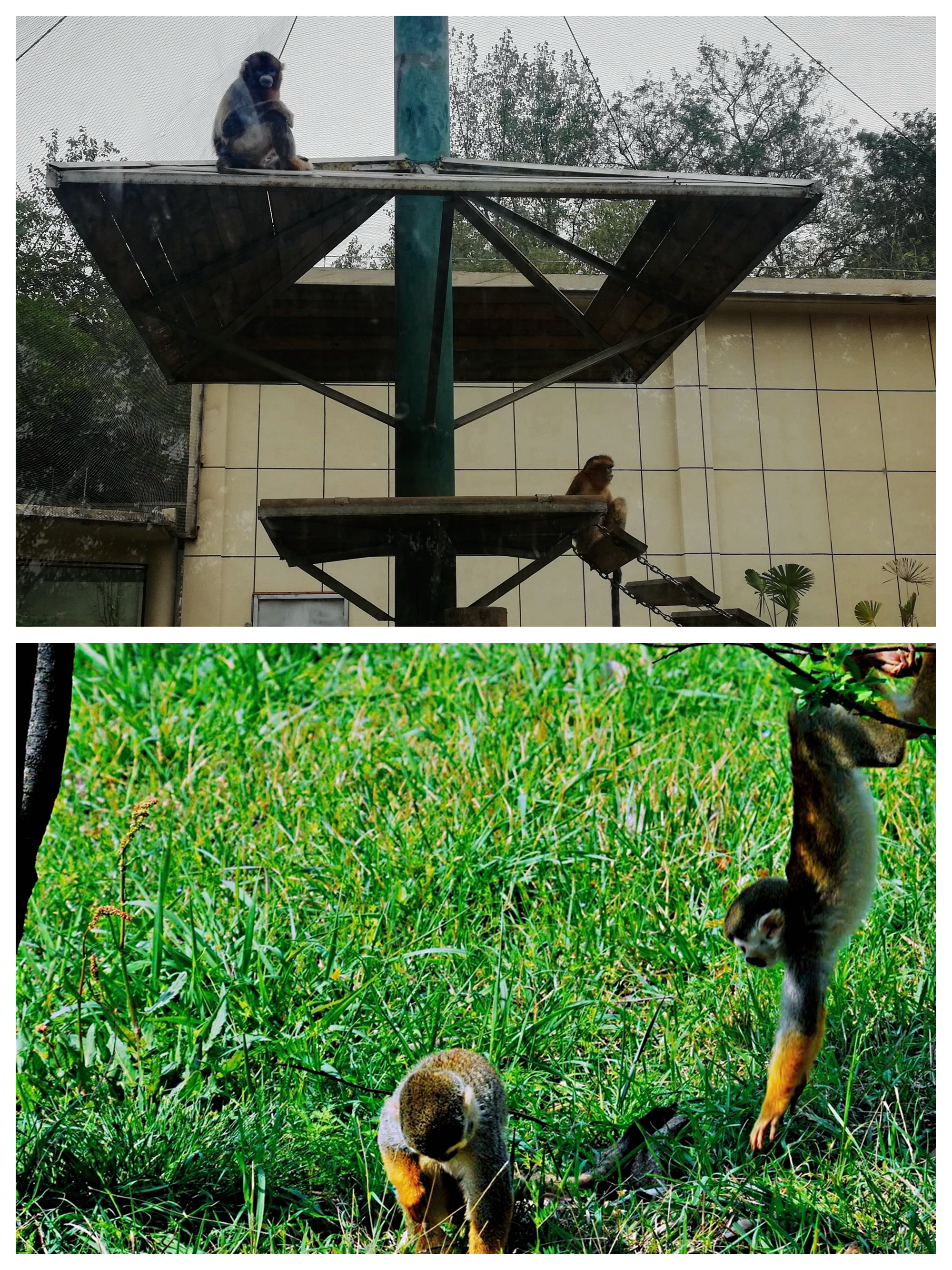 合肥野生动物园带孩子去攻略,合肥野生动物园游玩时间