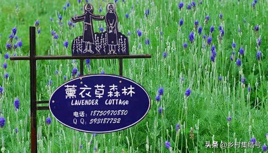 与消费者的心近一点，再近一点——浅谈为品牌选择卡通形象代言