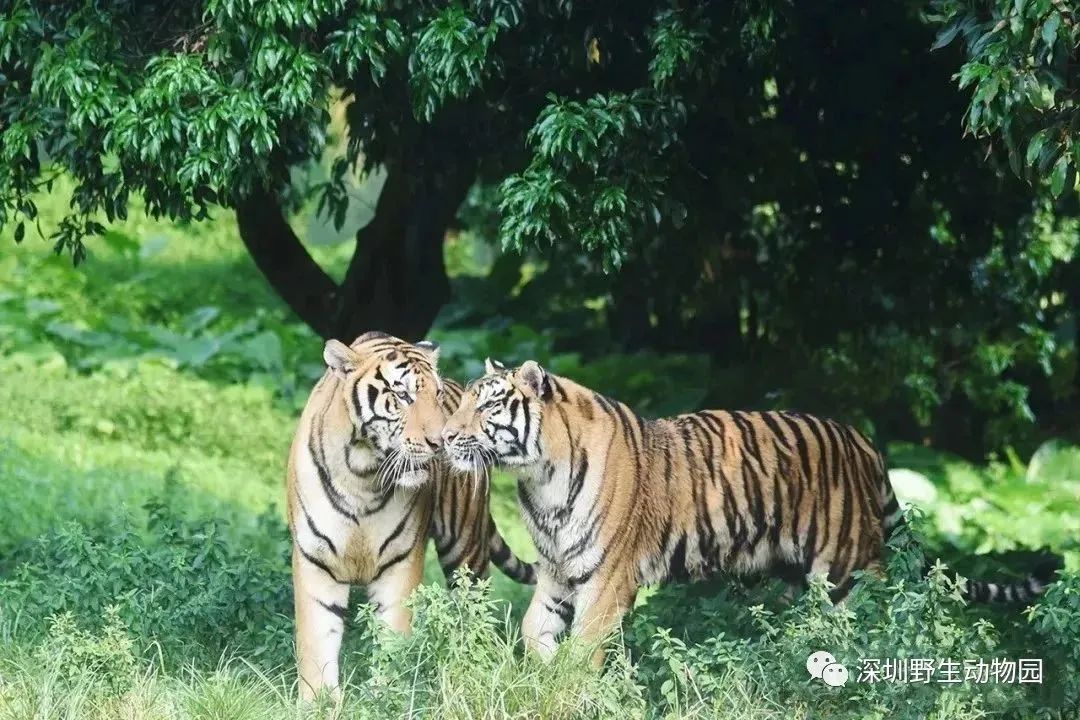 七夕深圳情侣应该去哪里约会,深圳超浪漫的七夕约会圣地推荐