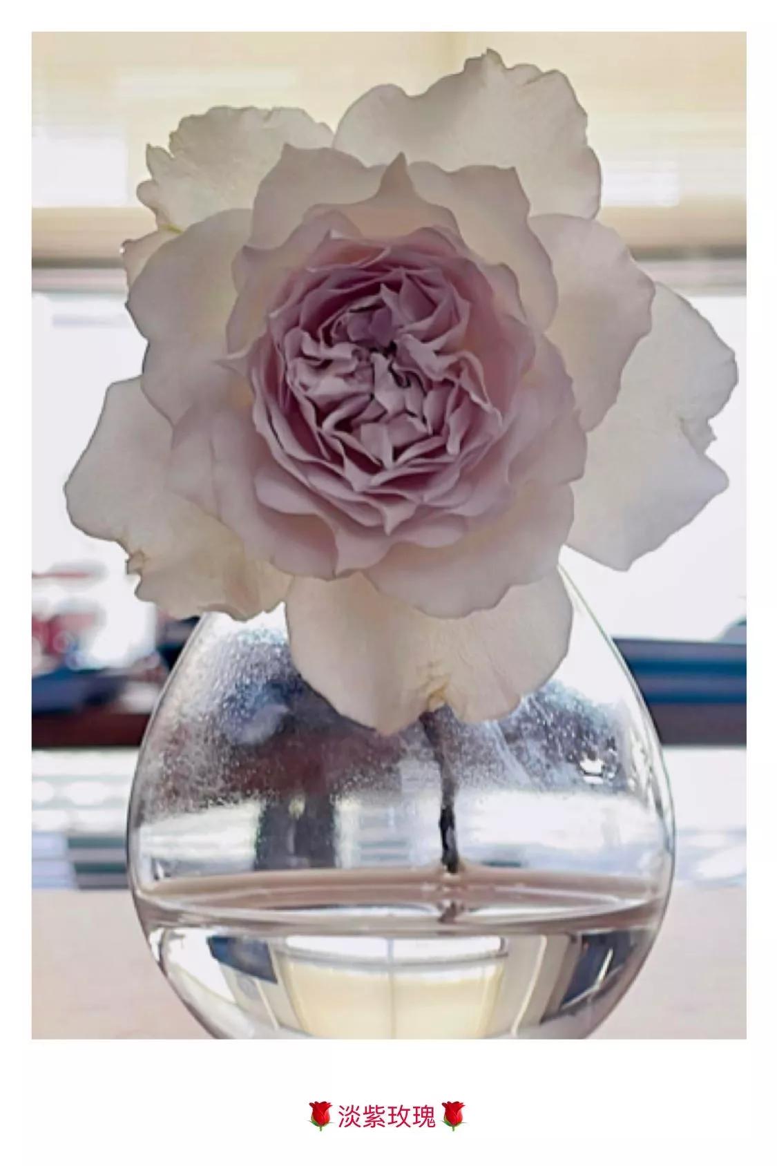 月季品种醉花,月季品种大全及图片欣赏