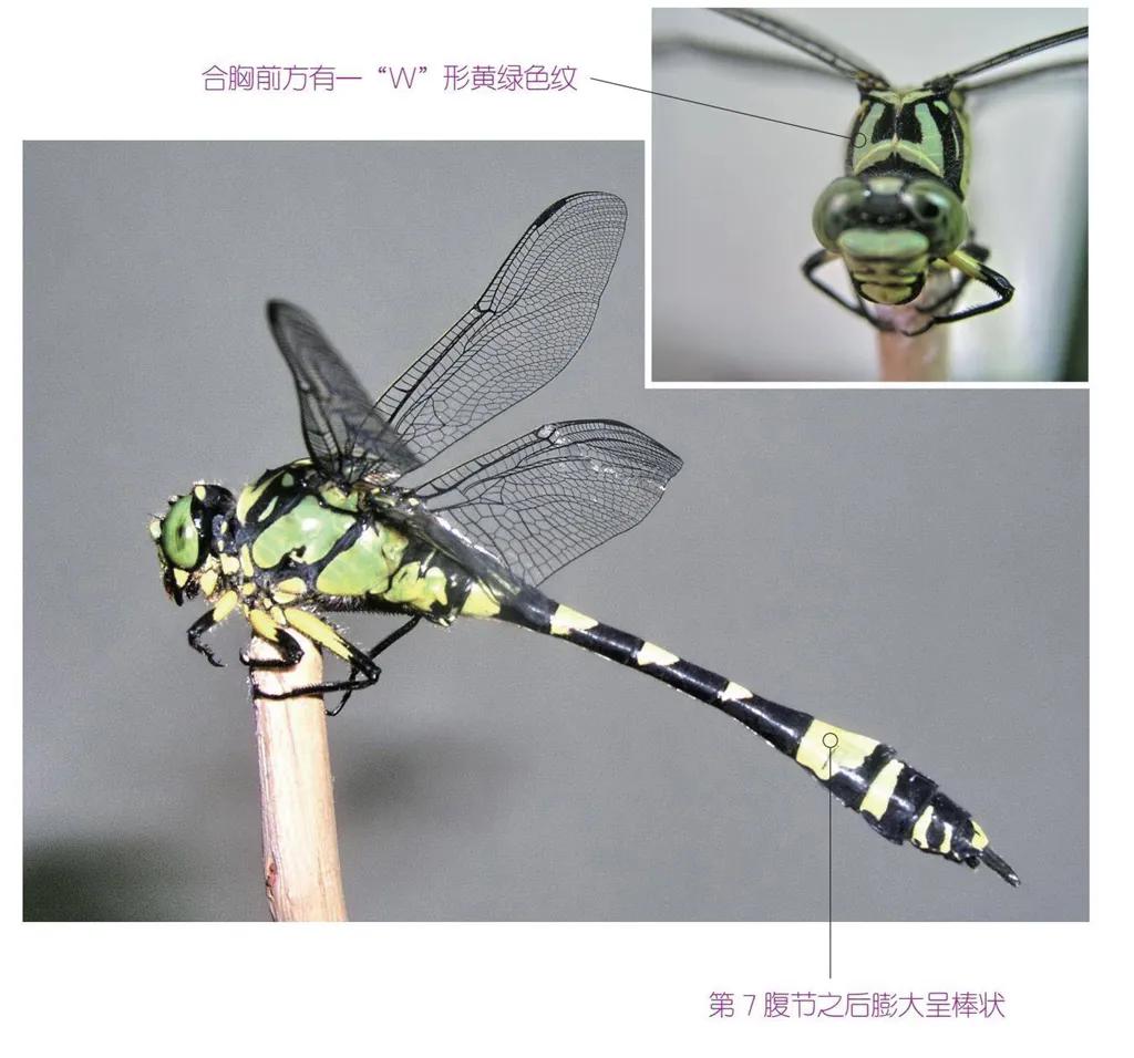 30种可以吃且美味的虫子图,33种昆虫图片大全