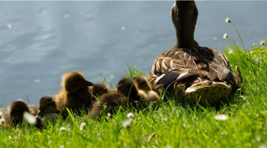 鸭子拉白粪是怎么引起的,鸭拉白稀屎怎么办