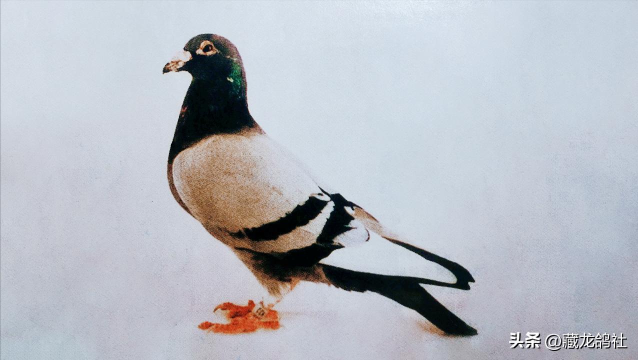 当杨登元走宝之后——“坏脚雌”和“牛皮阿倪”的故事