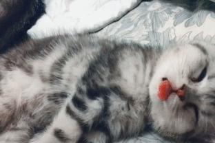 猫会梦到什么呢,猫睡觉都在梦什么