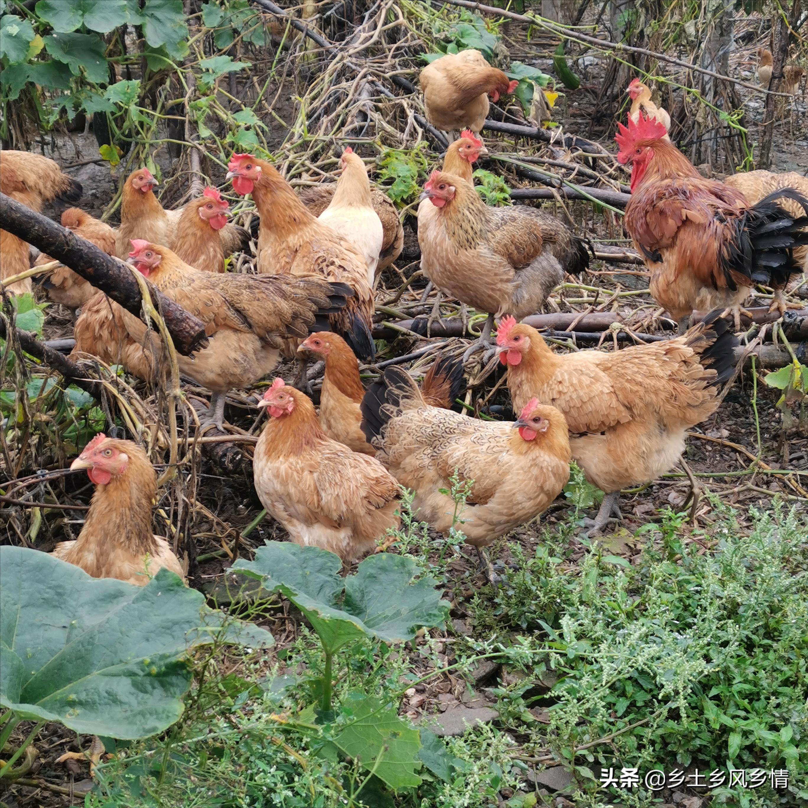 辨别真假土鸡一招搞定,分辨土鸡真假的方法有哪些