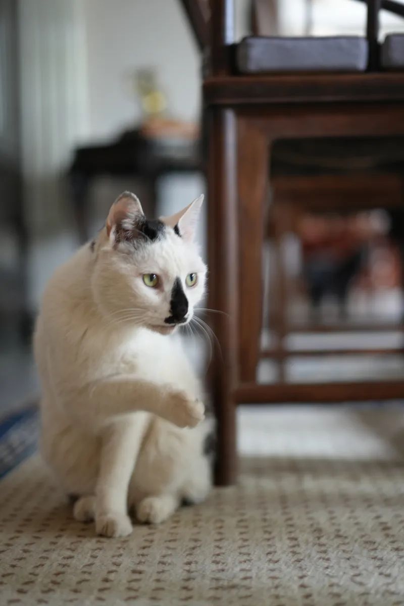 让小猫咪来治愈你,小猫咪可以治愈一切不开心的事情