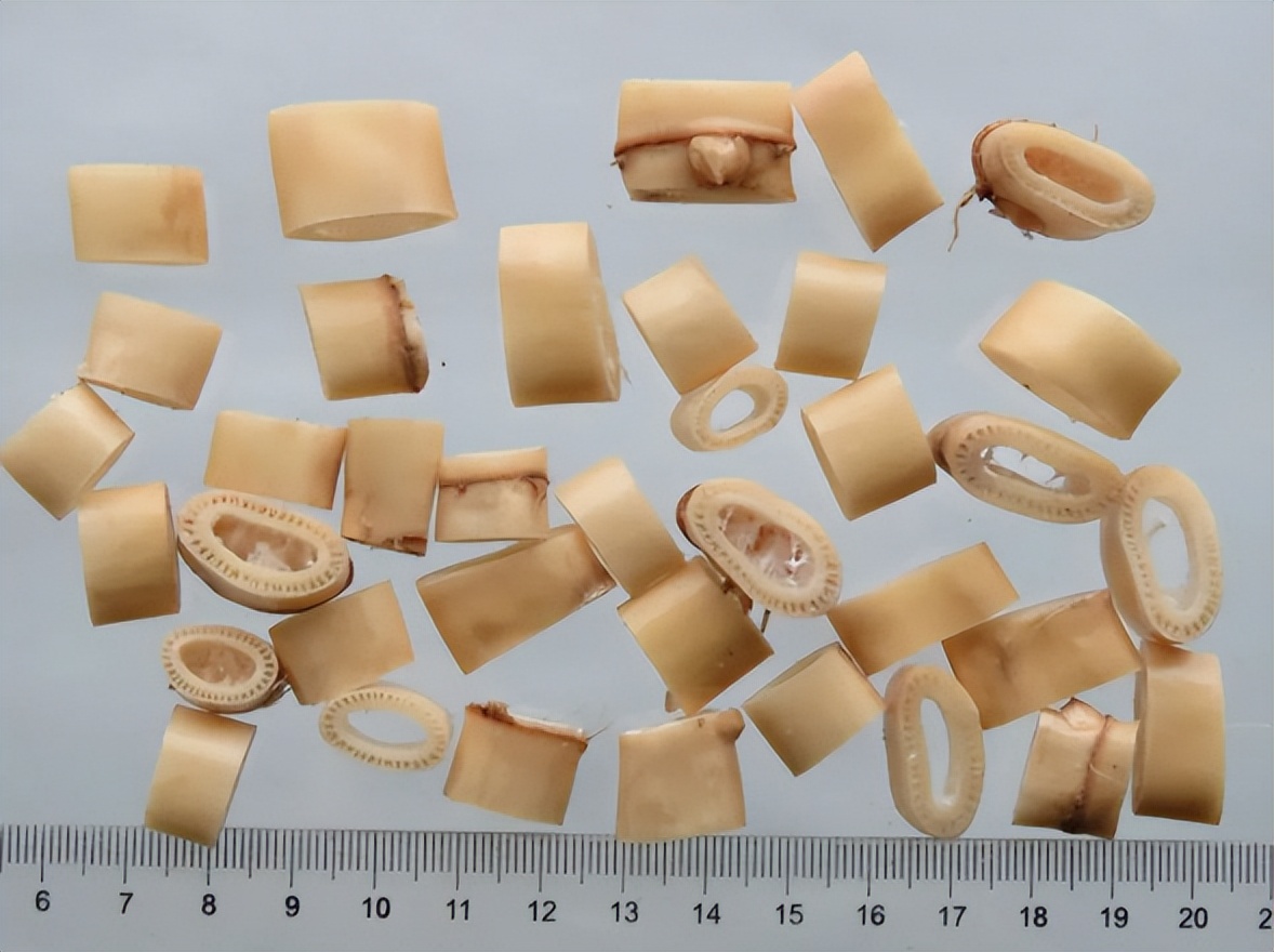 芦根全草图片,芦根功效作用