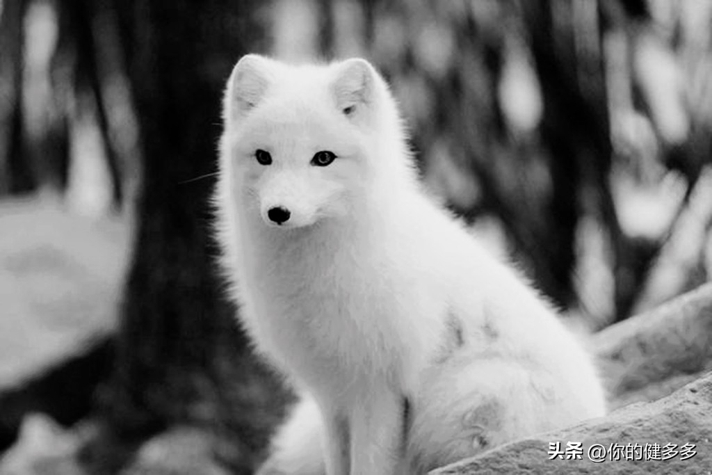 鐧界嫄鎶ユ仼姘戦棿鏁呬簨鍔ㄧ敾,姘戦棿鏁呬簨鐧界嫄鎶ユ仼涓嬮泦