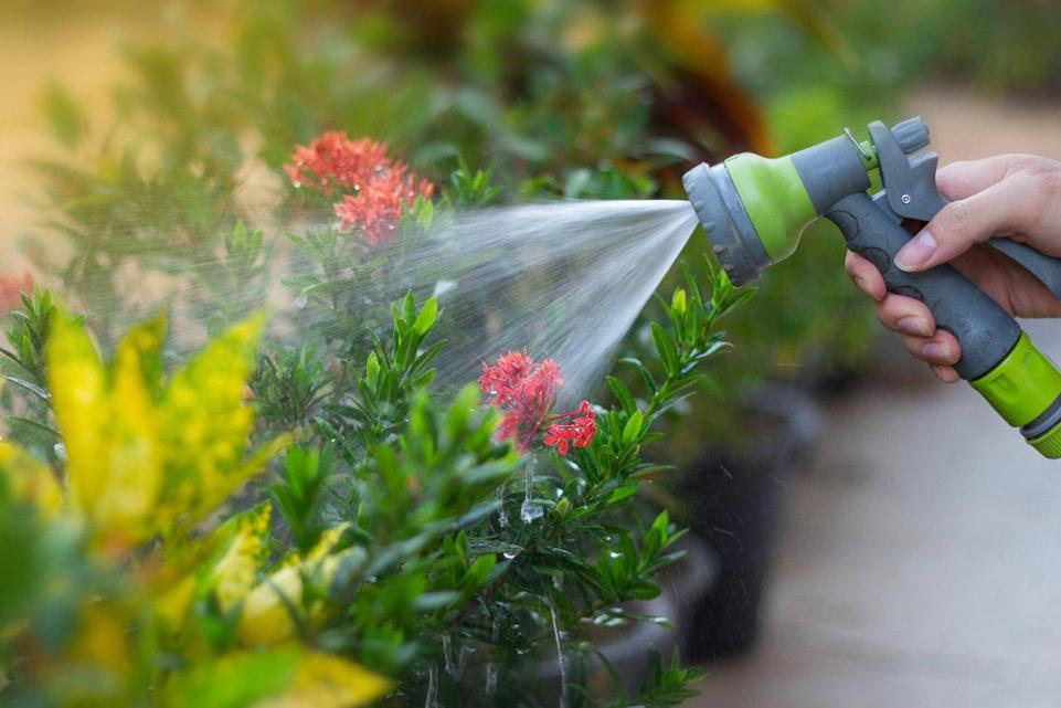 三角梅换盆浇水后隔几天再浇水,花卉换盆缓苗