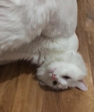 养猫首选这5种猫不仅忠诚还好养,养猫首选这8种猫