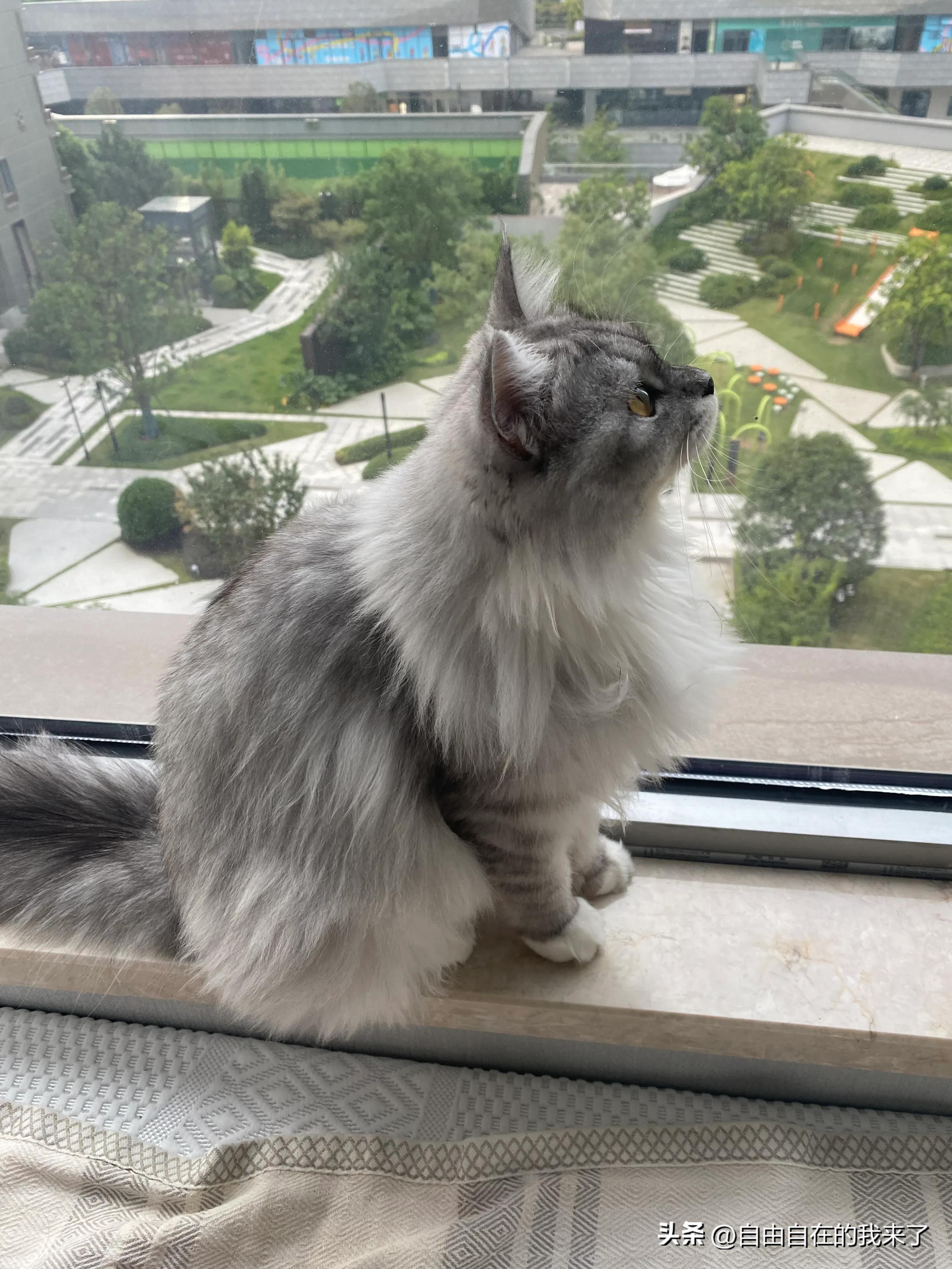 猫咪感冒发烧保险能不能用,猫咪感冒主人花了五六千没治好