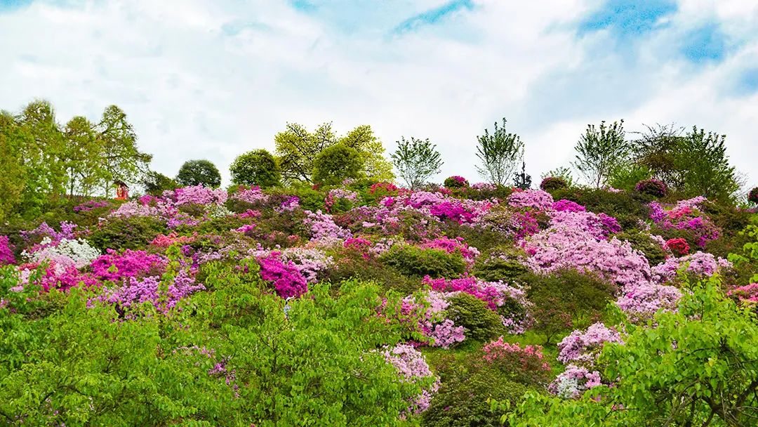 花卡特惠,新春钜惠不容错过