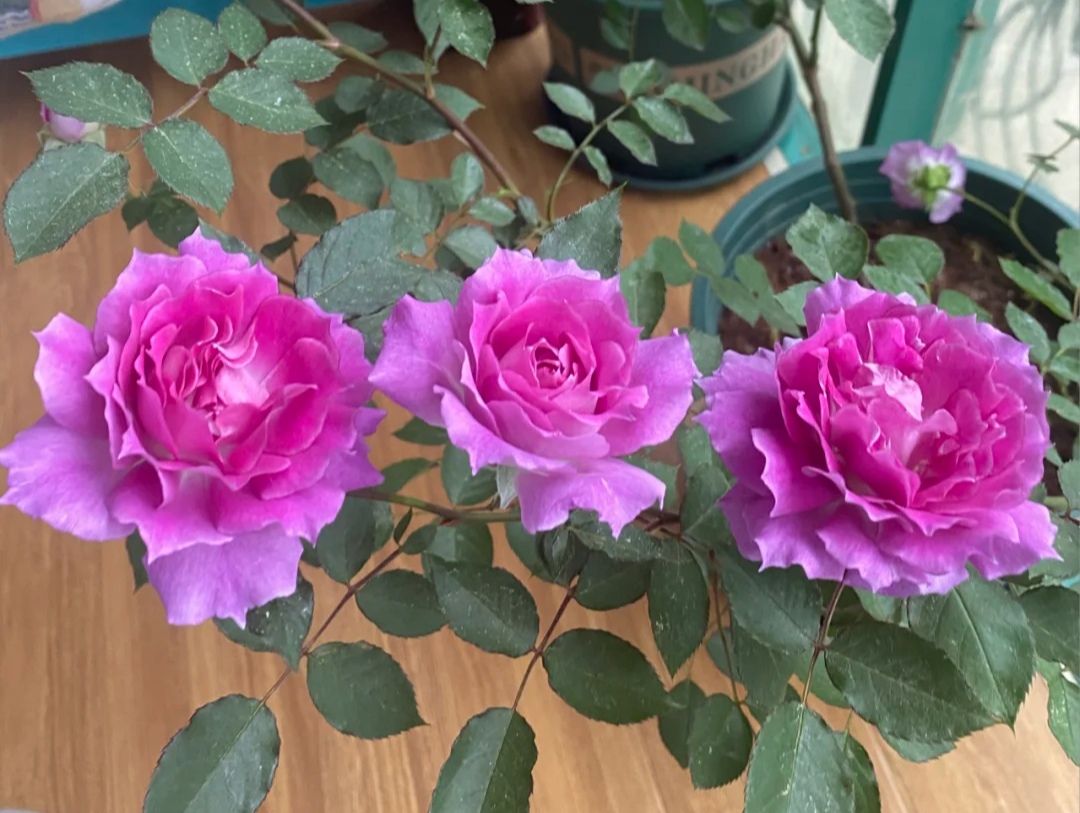 月季花有哪些品种是最好的,月季花有两万多个品种视频