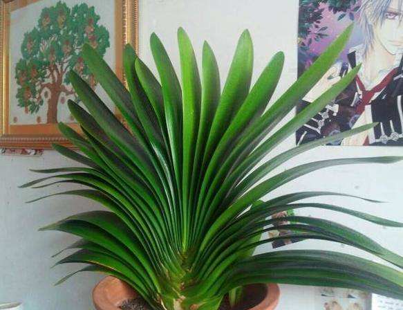 十大养不死的大型花,十大室外最好养活的花高大