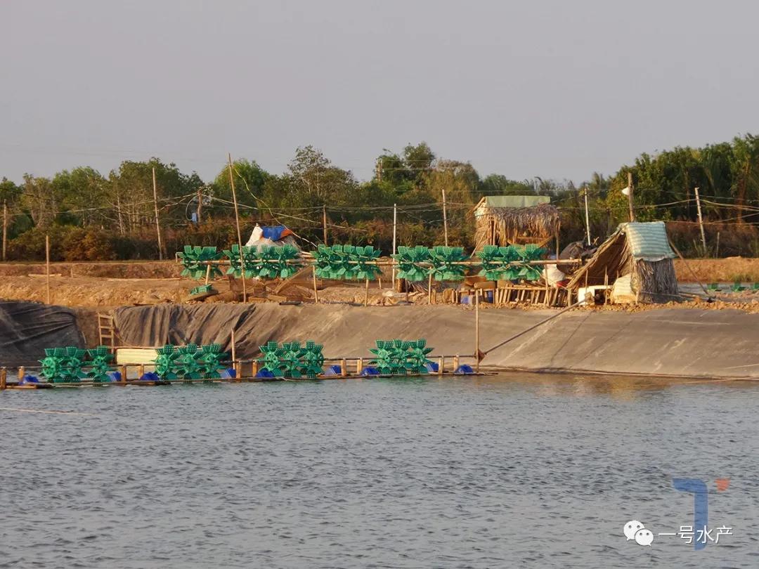 养殖必备益生菌长得快,对虾养殖怎么维持菌藻平衡