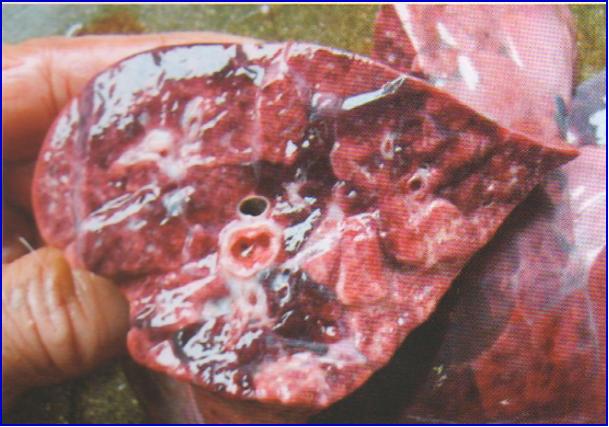 猪的巴氏杆菌病症状和治疗,猪的巴氏杆菌怎样才能彻底消灭