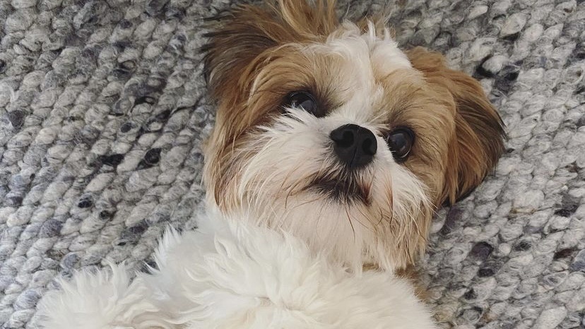 狗狗没有来月经却出血了,狗狗没有出现滴血情况能怀孕吗