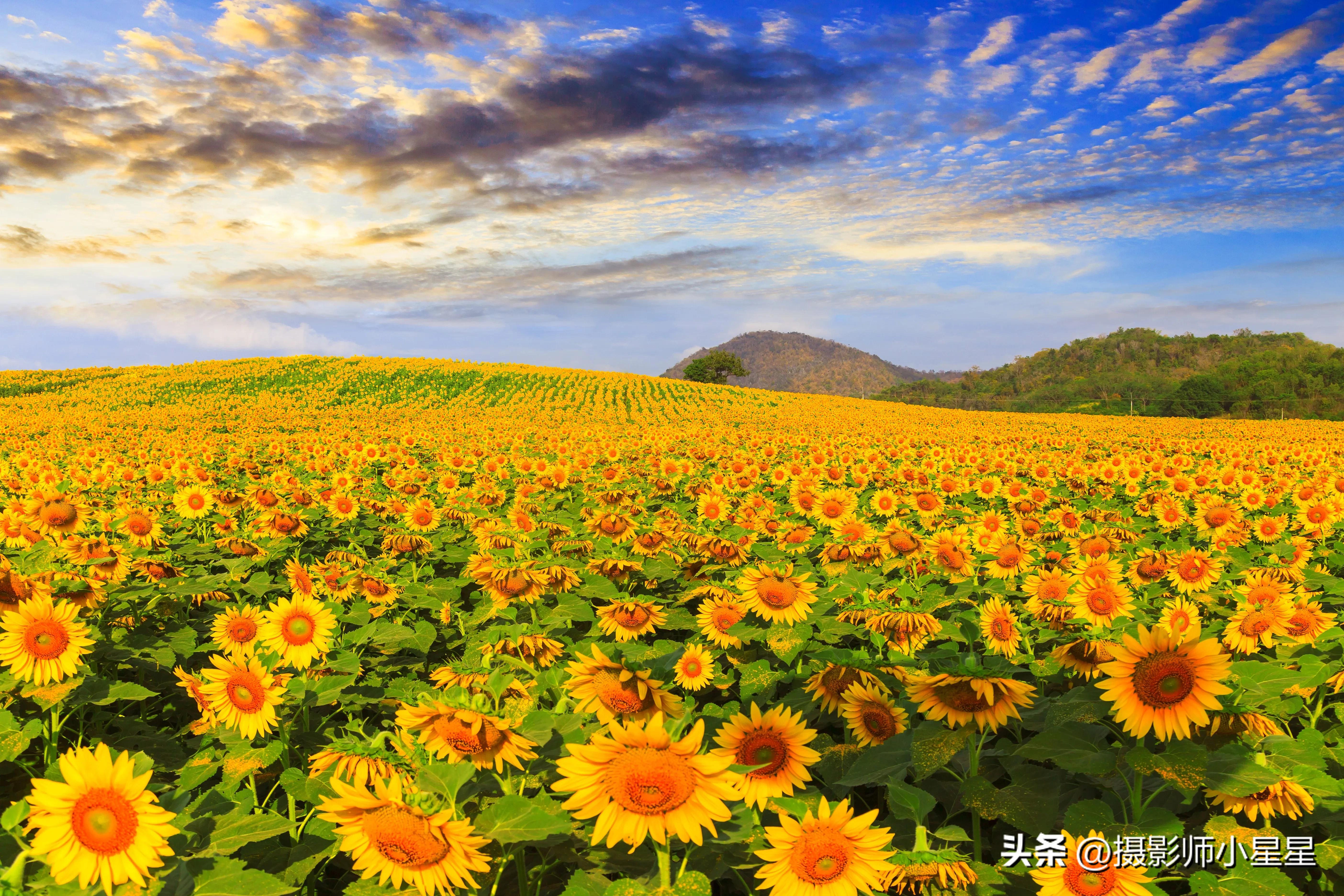 梵高向日葵拍摄,梵高向日葵欣赏视频