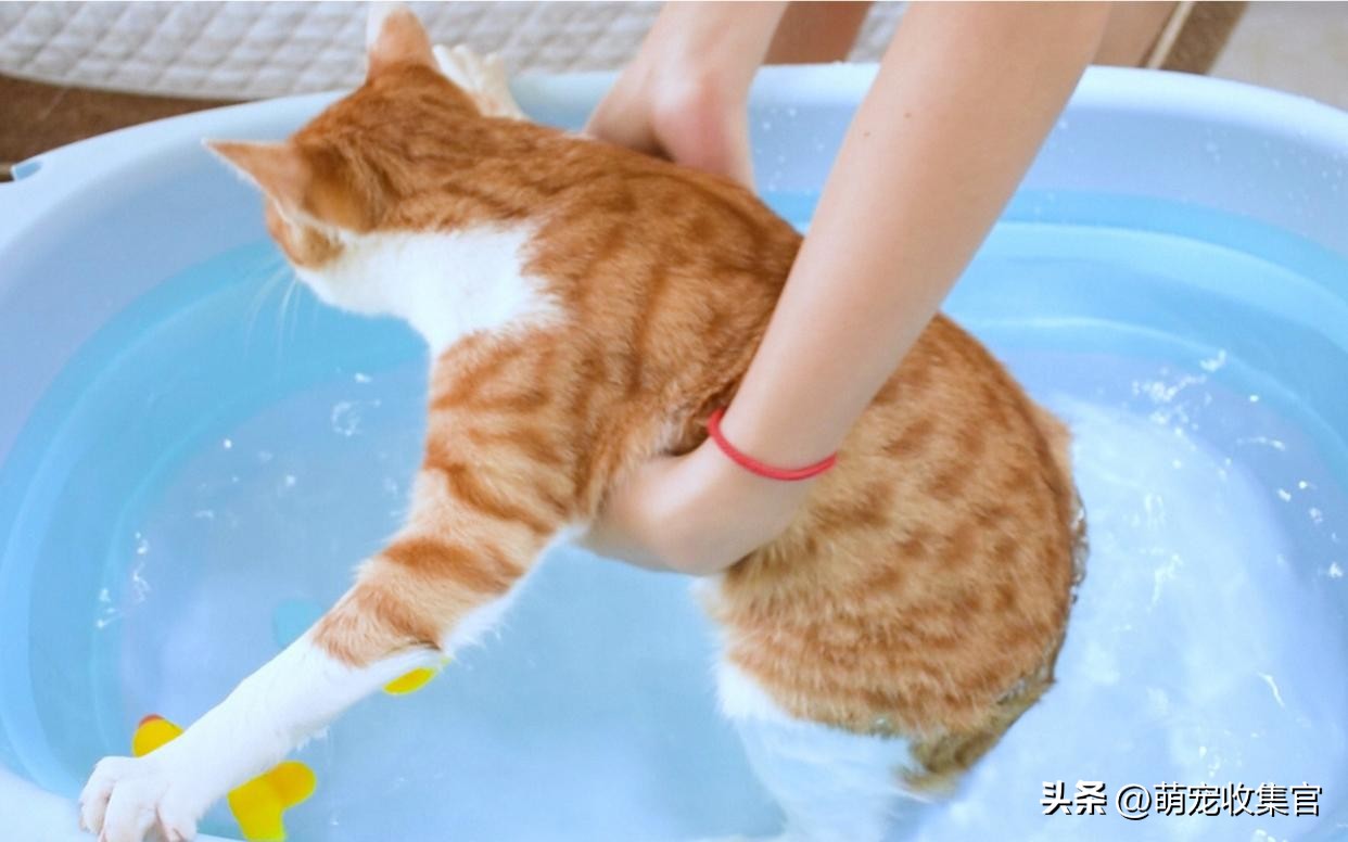 猫害怕洗澡怎么办？毛脏了不得不洗怎么办，方法给你了