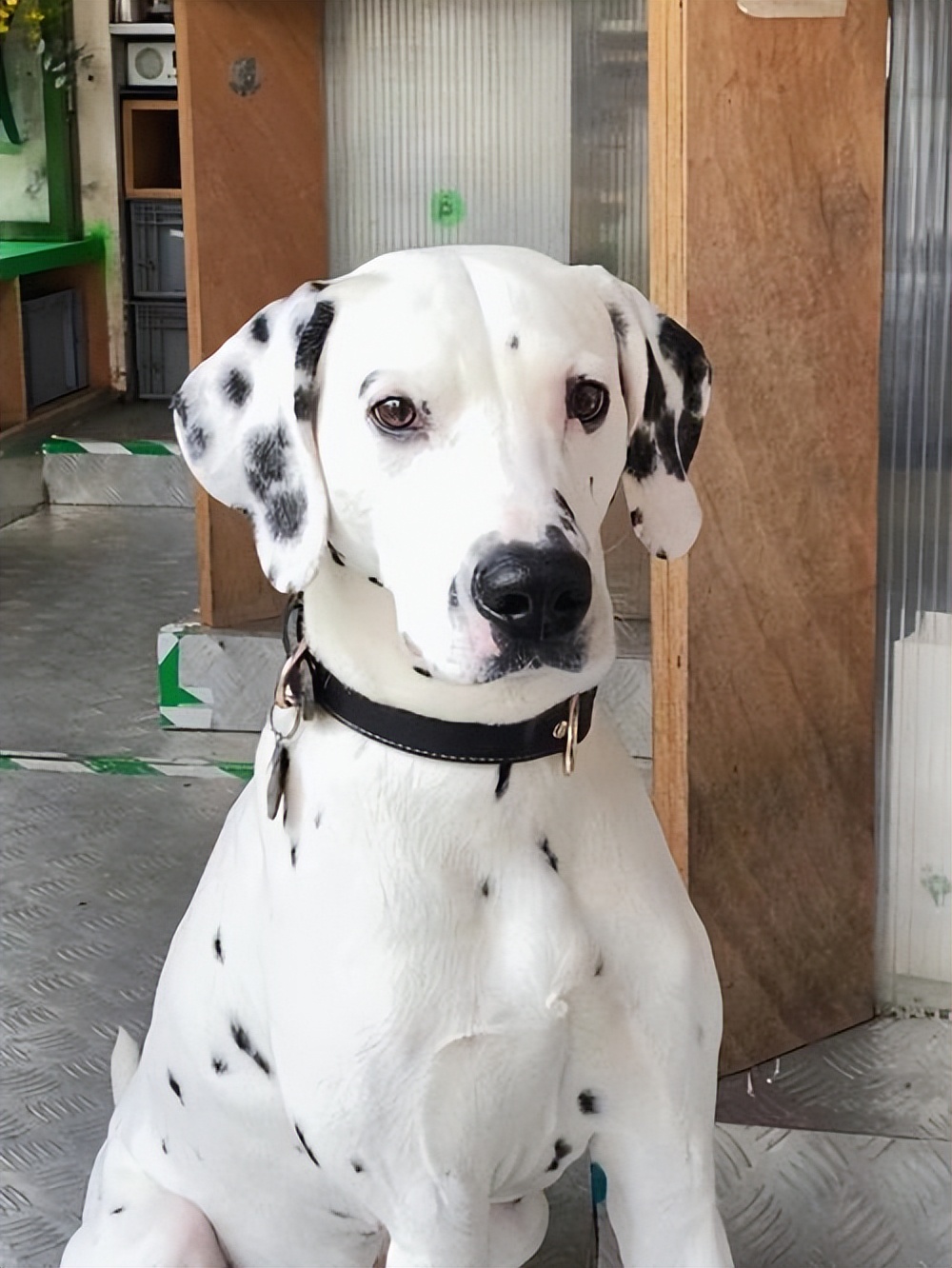 斑点狗杂交拉布拉多,杂交的斑点狗是什么样的啊