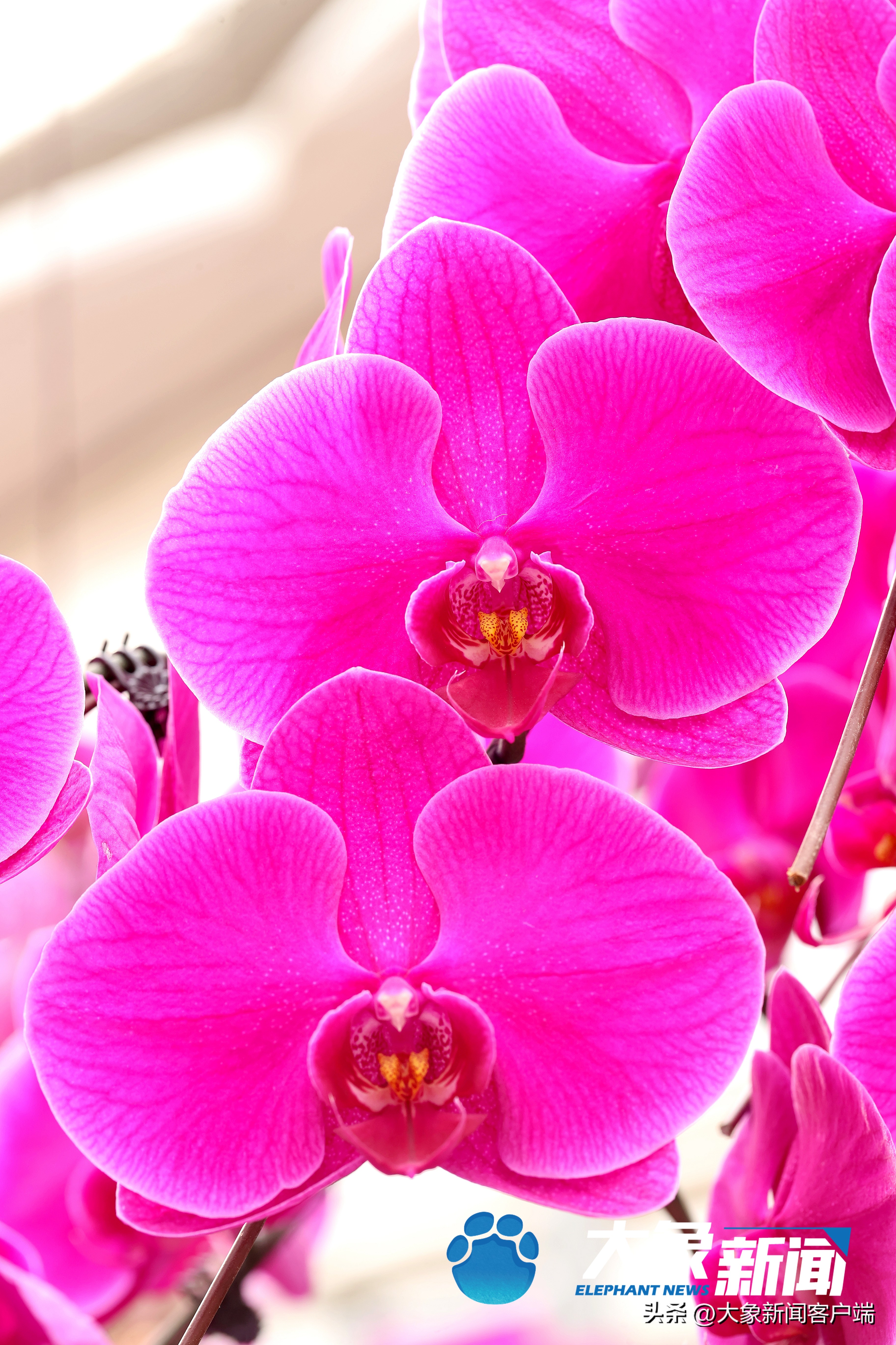 最新蝴蝶兰品种盆栽,河南本地蝴蝶兰