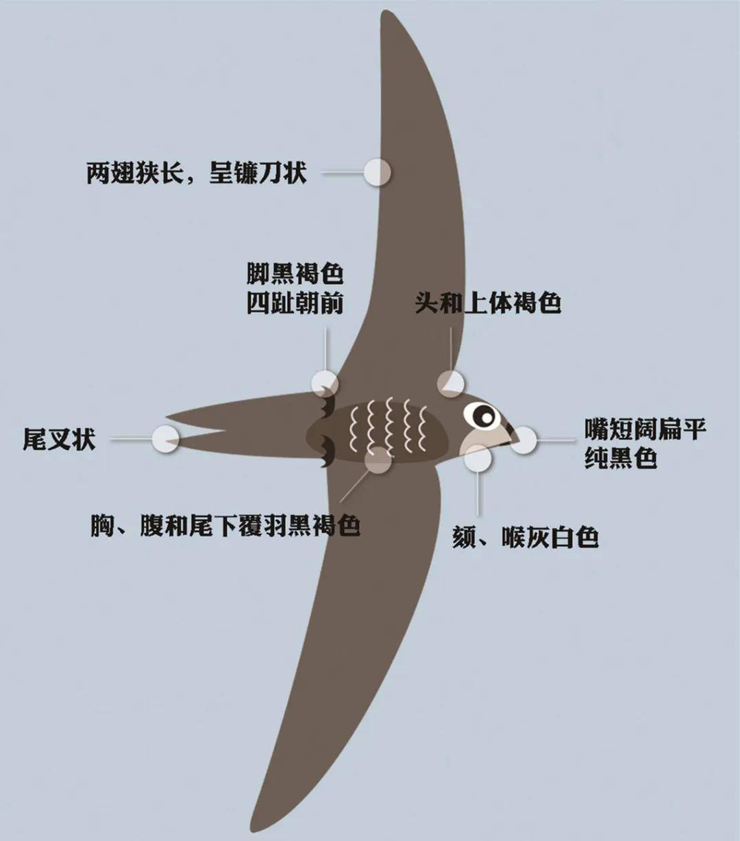 雨燕在空中边飞边睡的视频,雨燕是怎么边飞边睡的