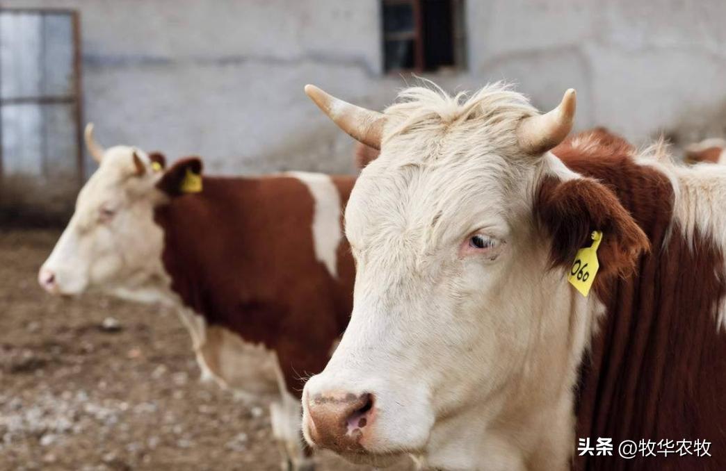 怎么判断牛胃里是不是有铁,牛吃了铁怎么判断还有没有救