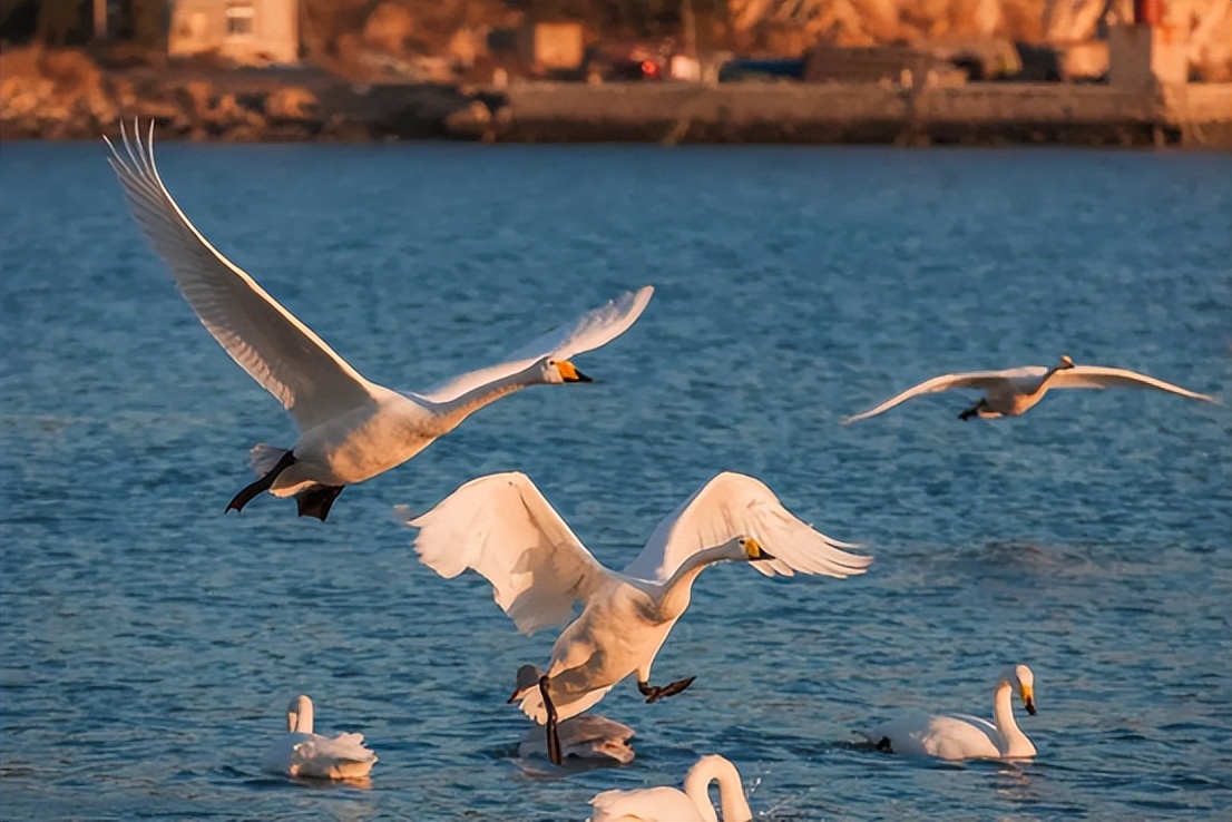 冬季山东十大美景,旅游山东最值得去的地方冬季