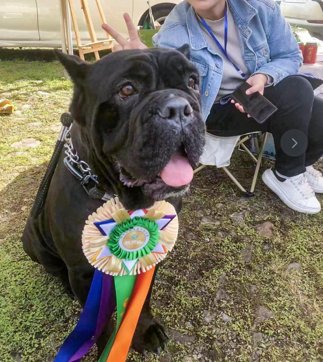 萌宠暴击！对不起我家狗子太萌了，想请你看一下！