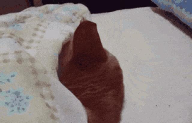 刚来的猫咪太粘人了怎么办,猫咪很黏主人是什么原因