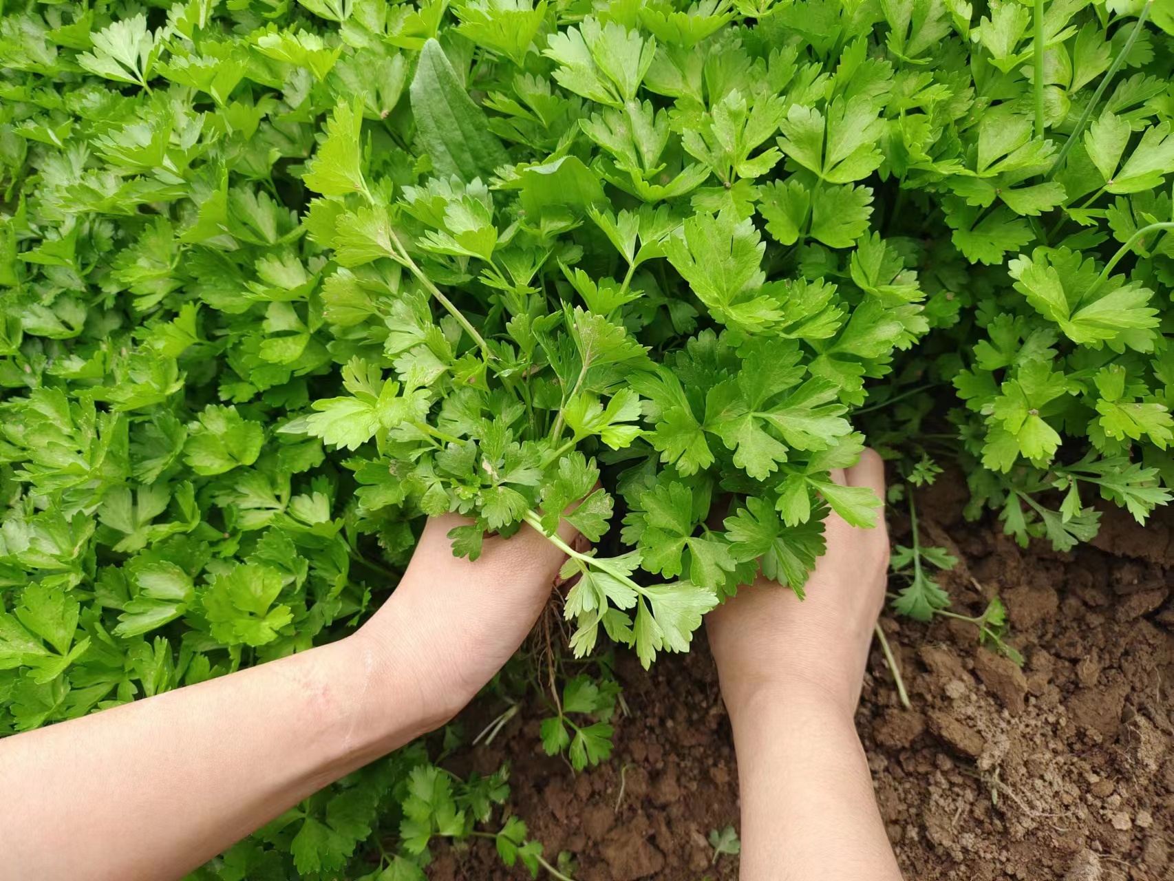 什么是有机农业生产的基础和核心,真正有机食品怎么种植