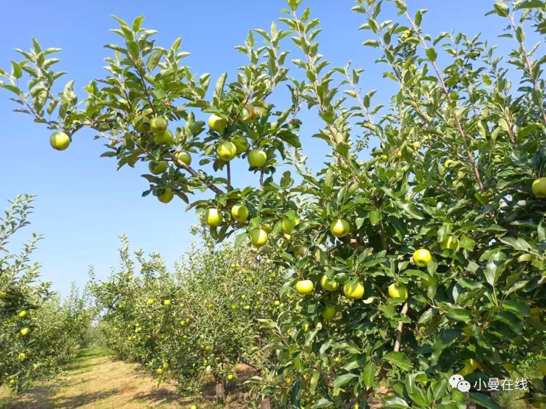 七月爸爸,七月父亲简历