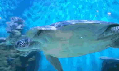 滨州海底世界5.1演出时间表,滨州海底世界39.9团购票