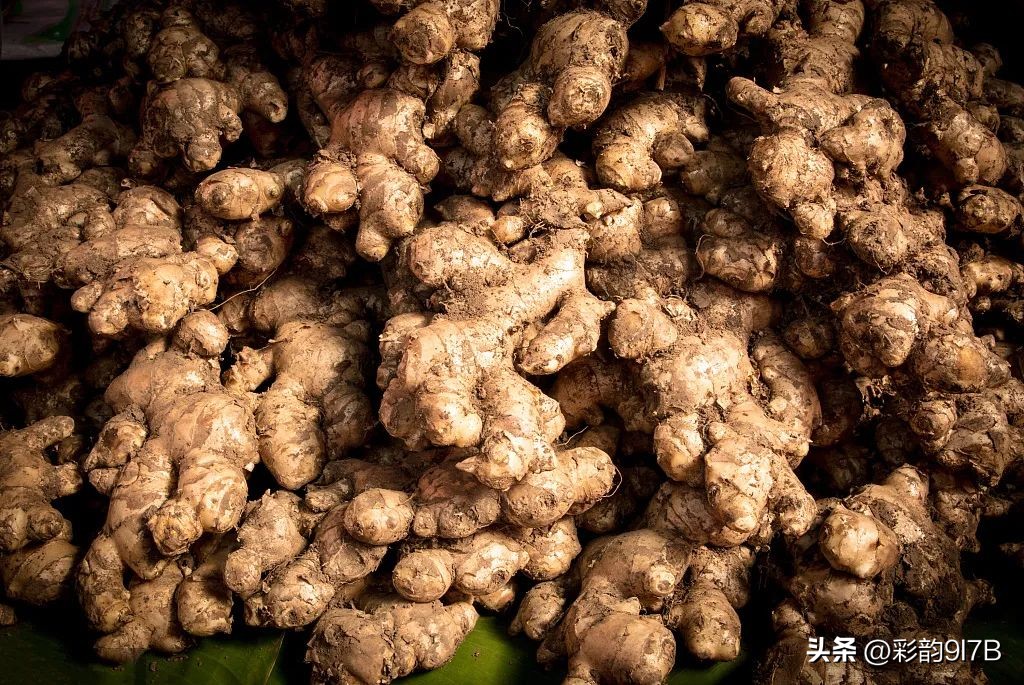 尝鲜砂锅姜母鸭半只优惠团购,正宗原汁姜母鸭