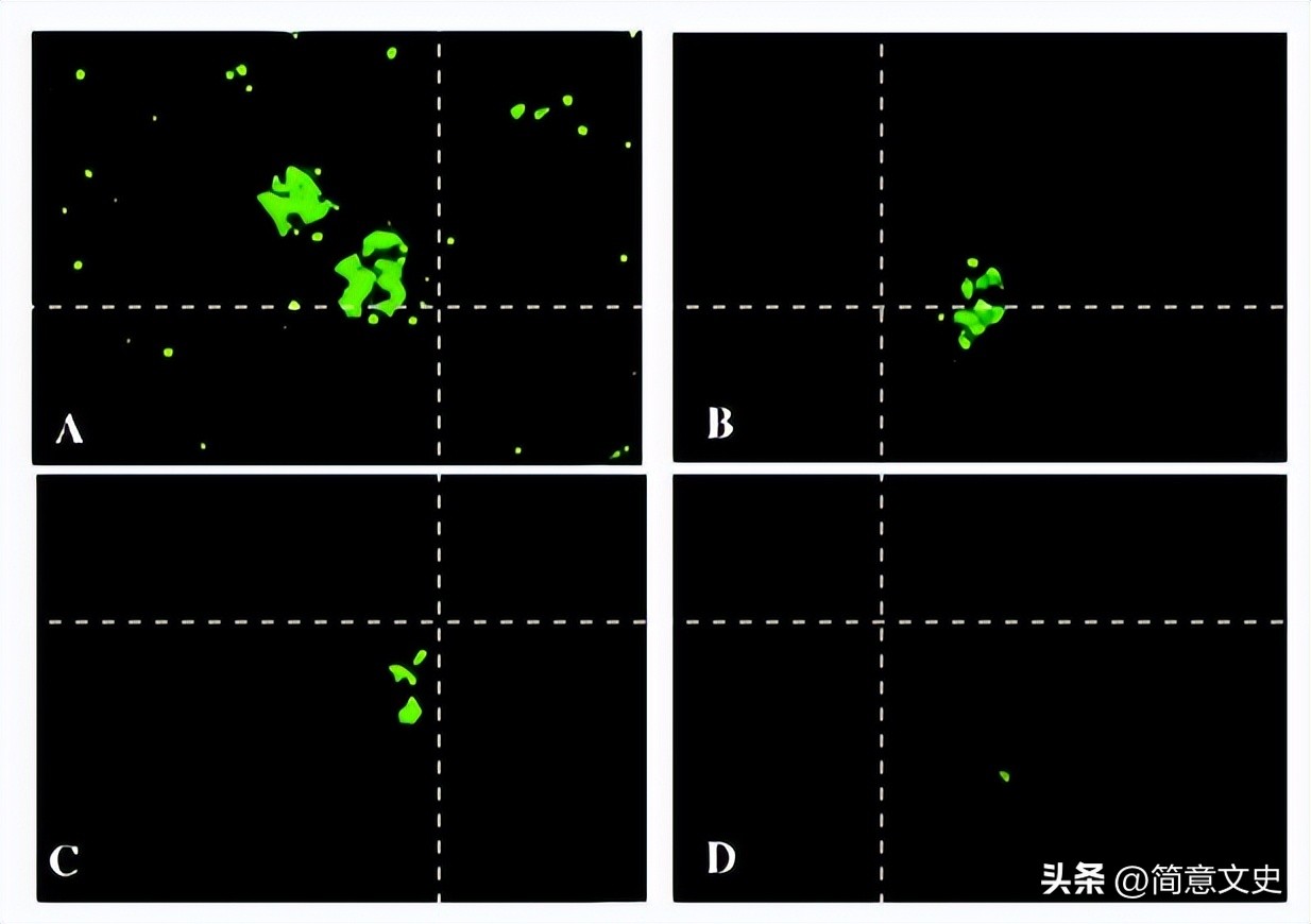 绿色荧光蛋白基因的克隆,绿色荧光蛋白在基因工程的作用