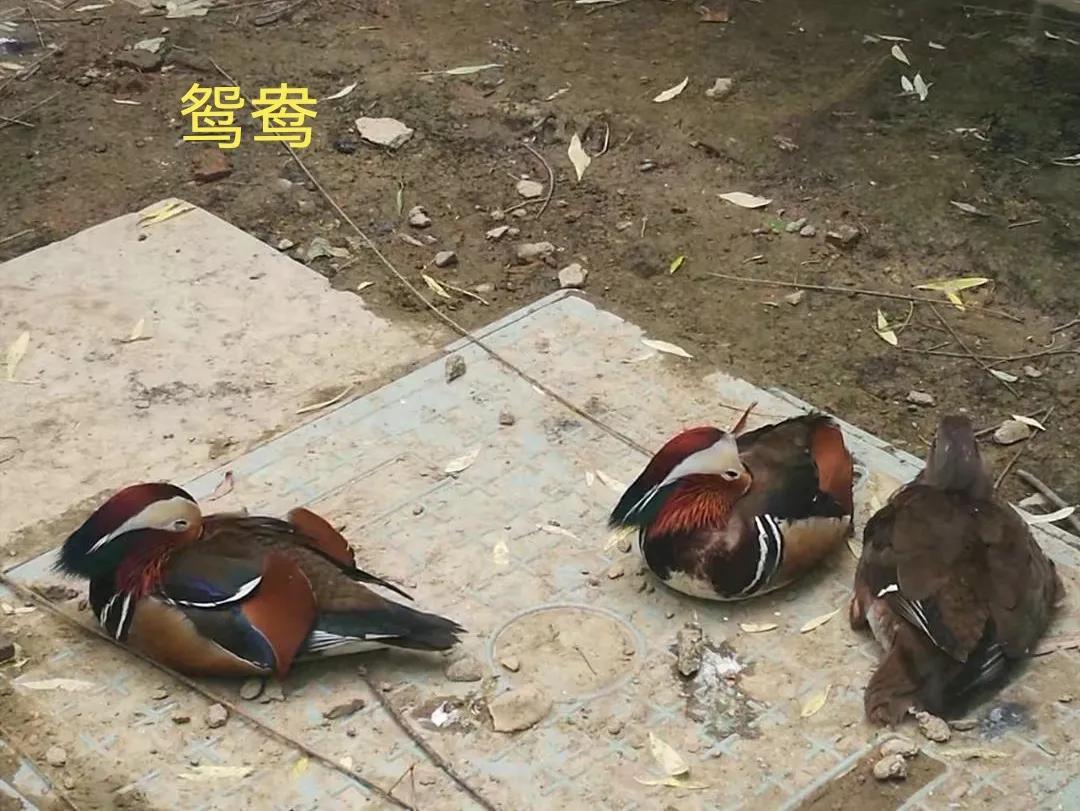 动物自拍超清图片大全,动物自拍的照片图片