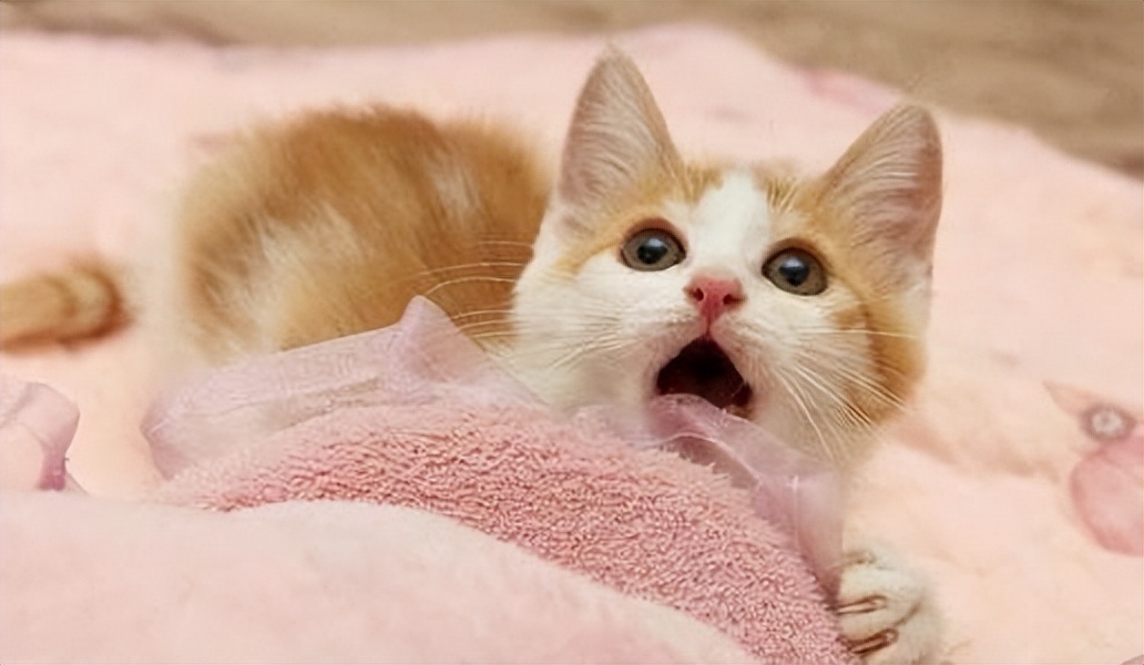 如何自己给猫咪打针干扰素,猫咪打针打什么部位