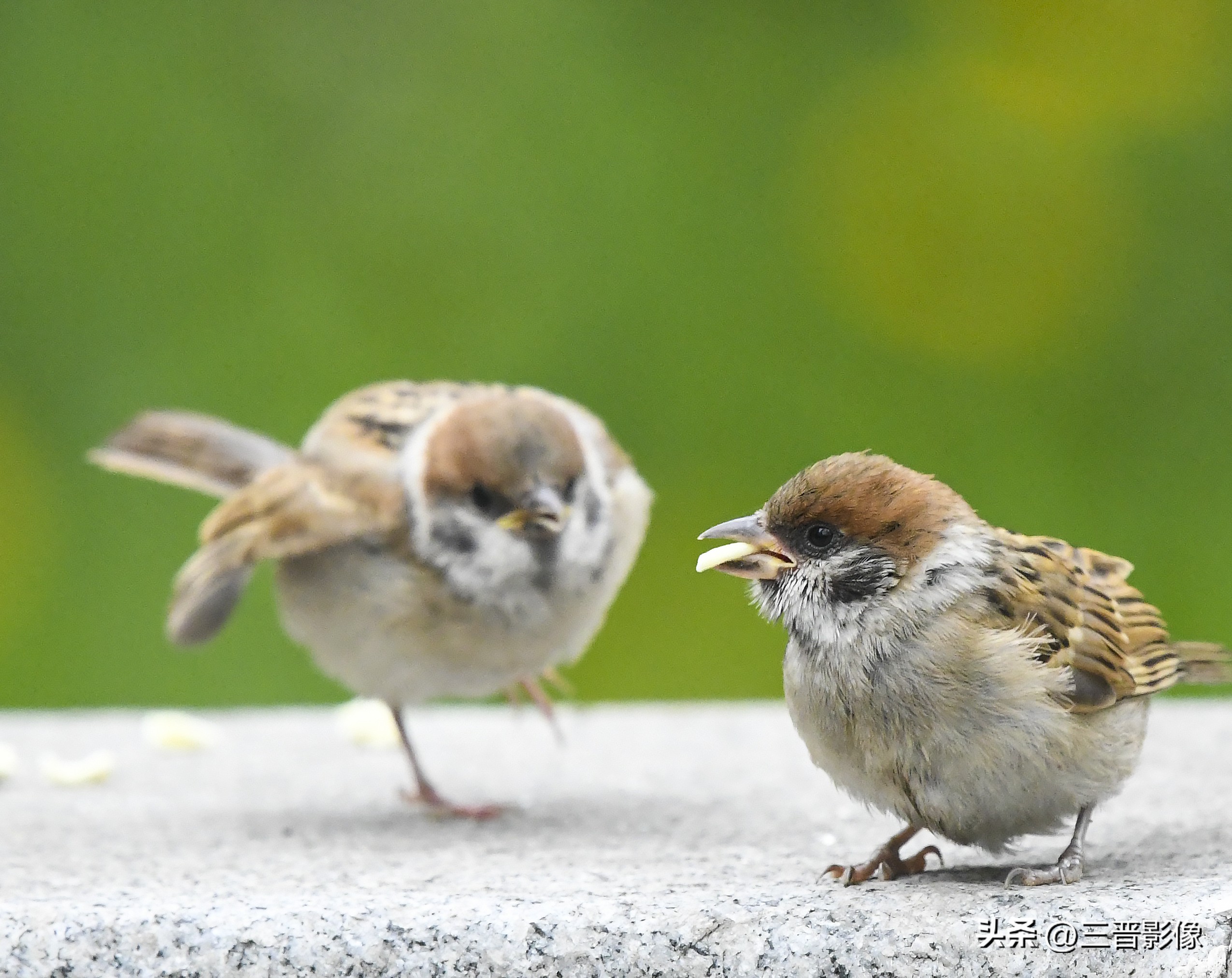 三脚架买怎样的,不同价位的三脚架有啥不同