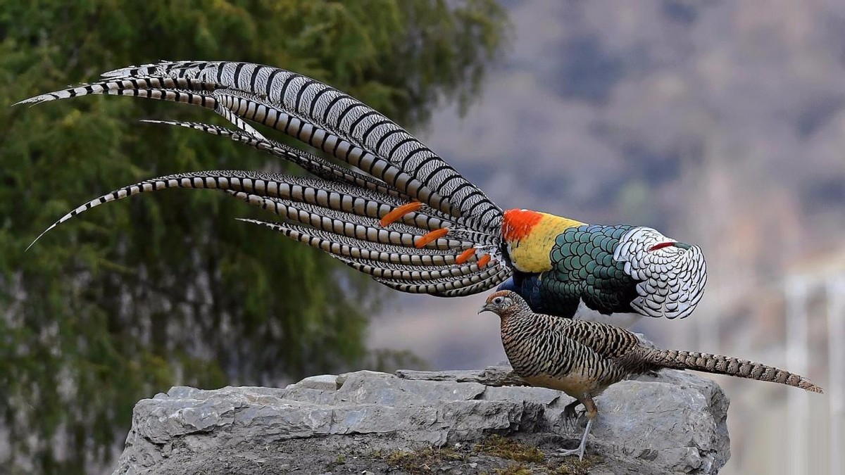 上山捡了野鸡蛋,山上捡的野鸡蛋孵出来能活吗