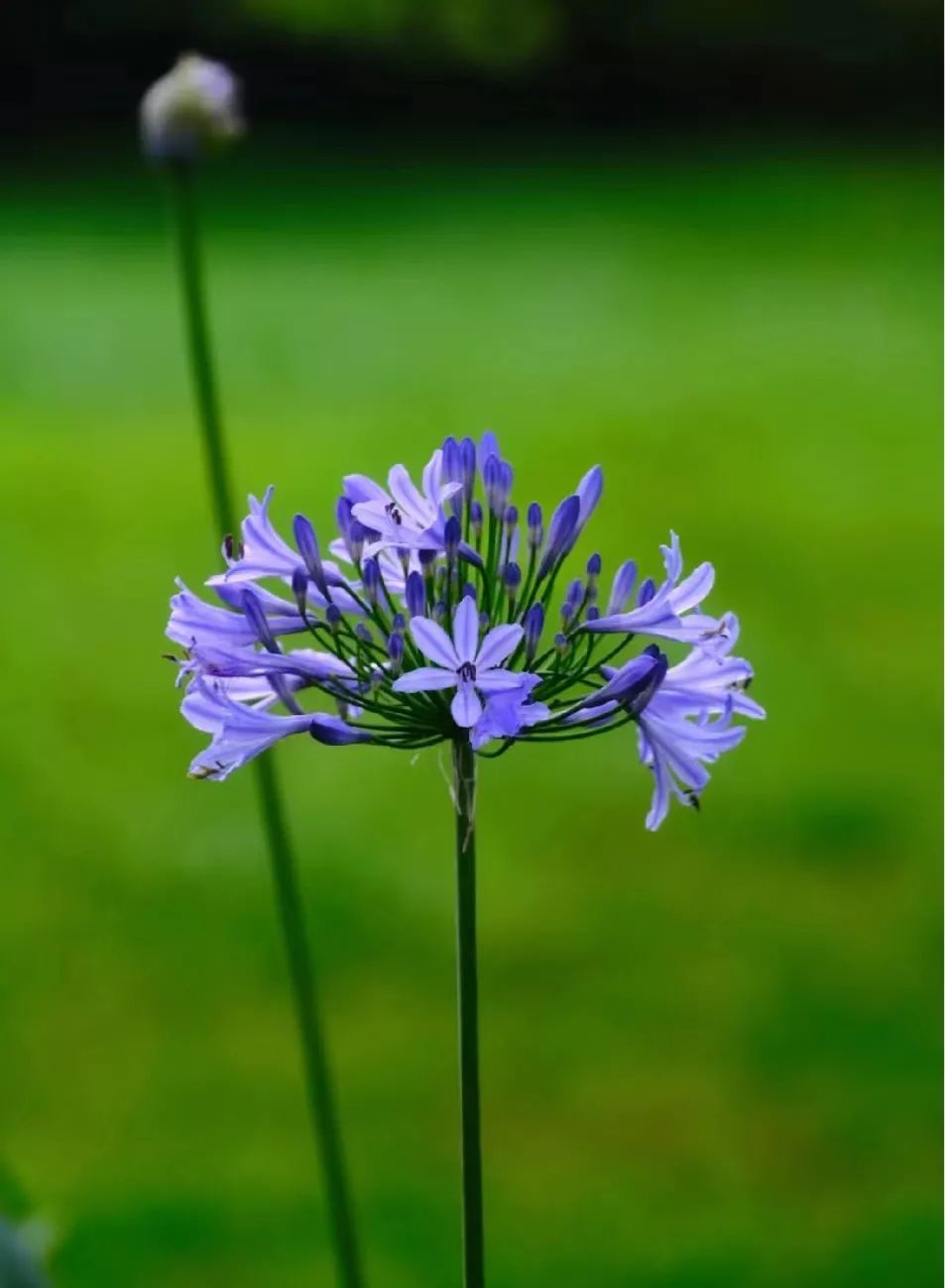 30款经典蓝紫色开花植物!别拉我,就让我坠入这梦幻的漩涡