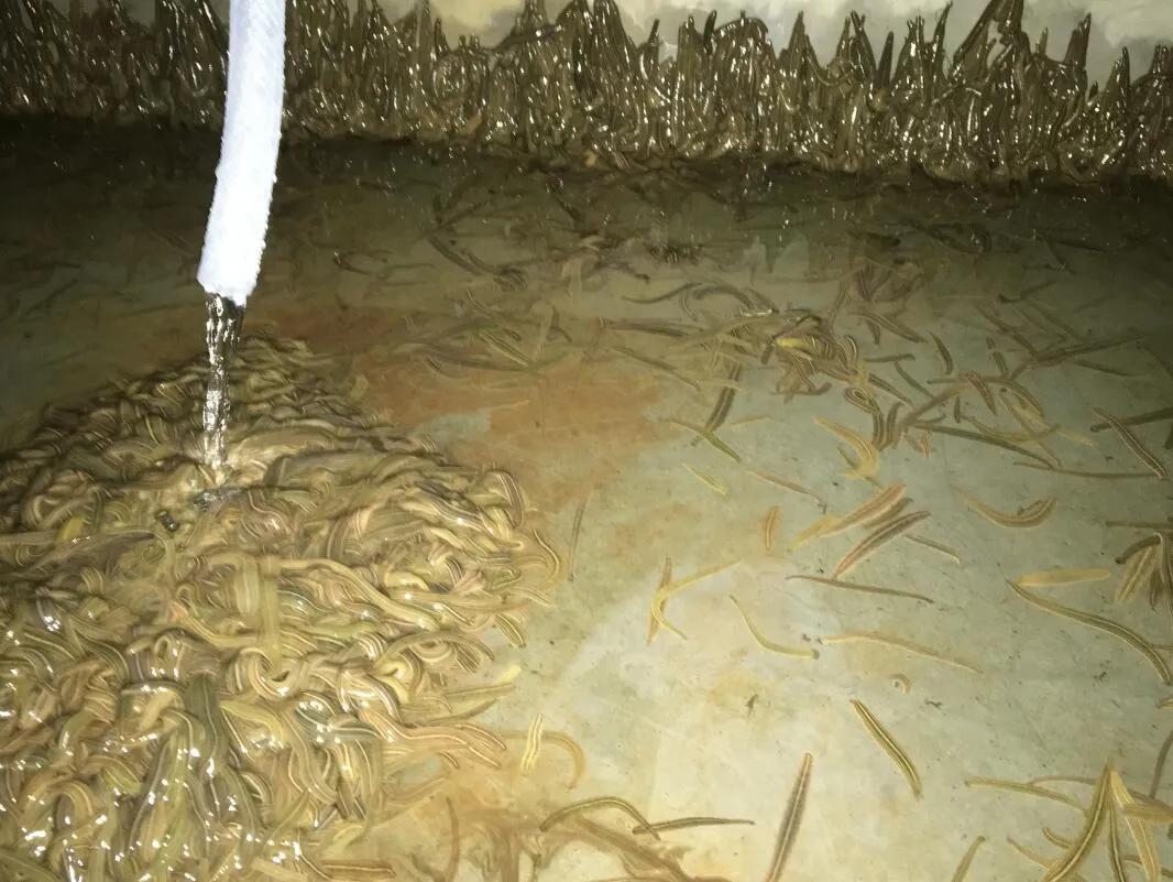 养殖水蛭一年能挣多少钱,致富经养水蛭赚500万