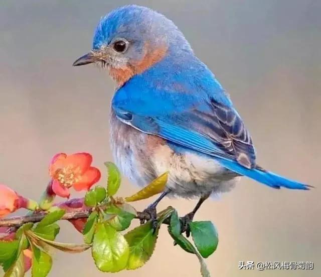 花儿朵朵开，香艳惹人爱，闻香觅花来，弄花香满衣