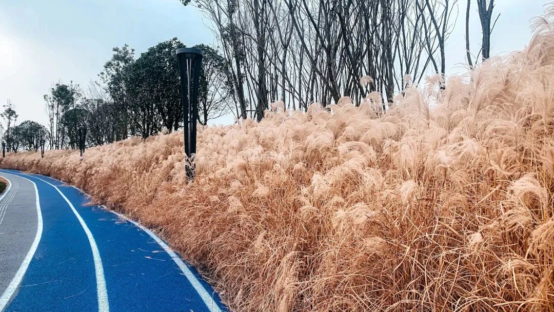 熊猫基地扩建园区,熊猫基地扩建最新