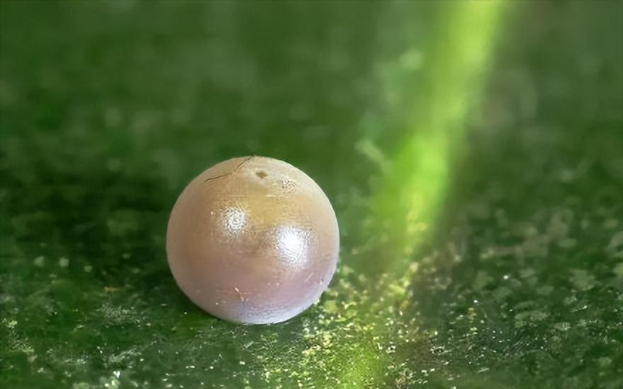 极其罕见！江西首现活体“牢底坐穿蝶”雌蝶，1只为何价值百万？