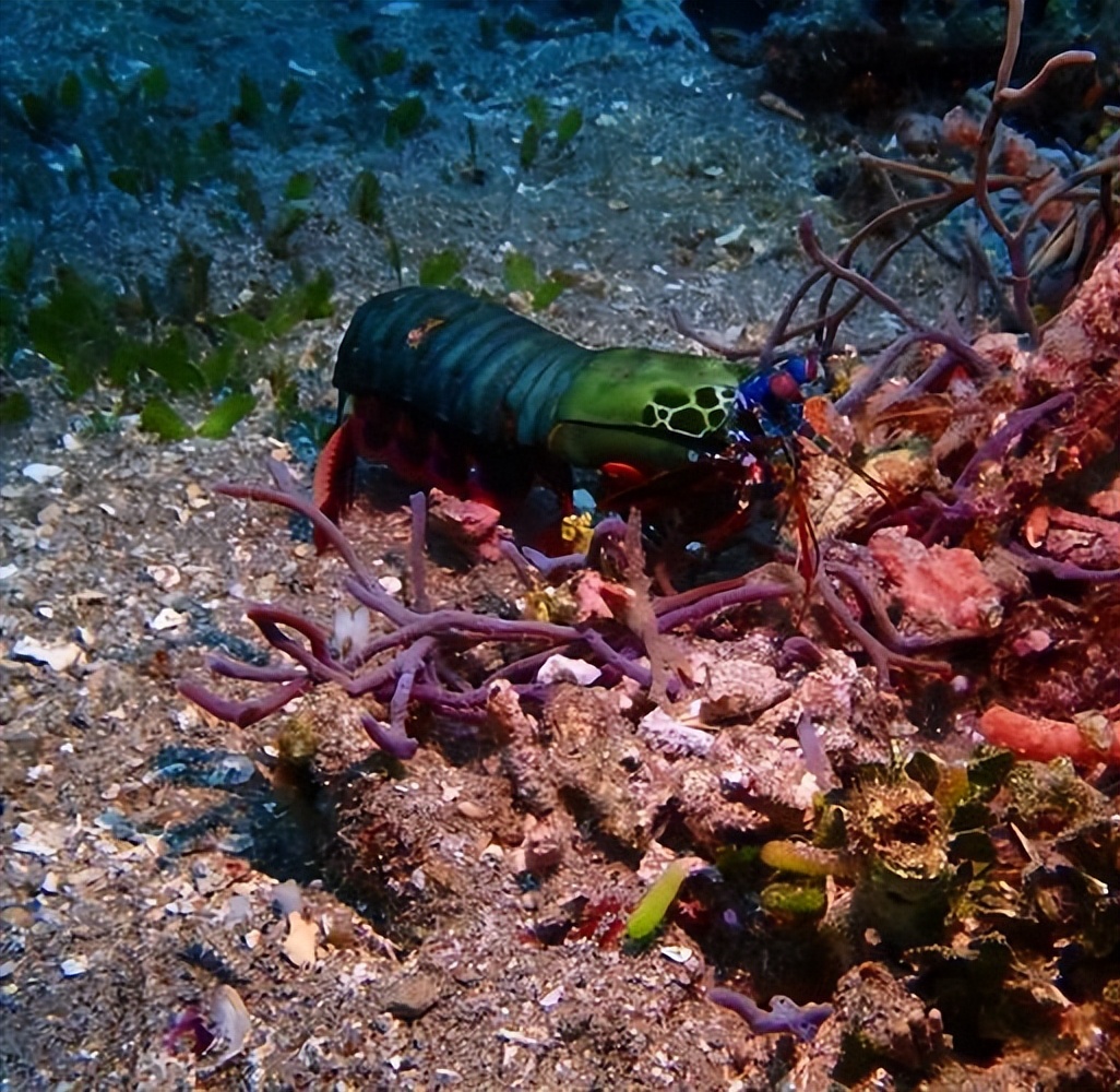 身穿外星机甲的“皮皮虾”，一锤150公斤力道，送给你舍得吃吗？